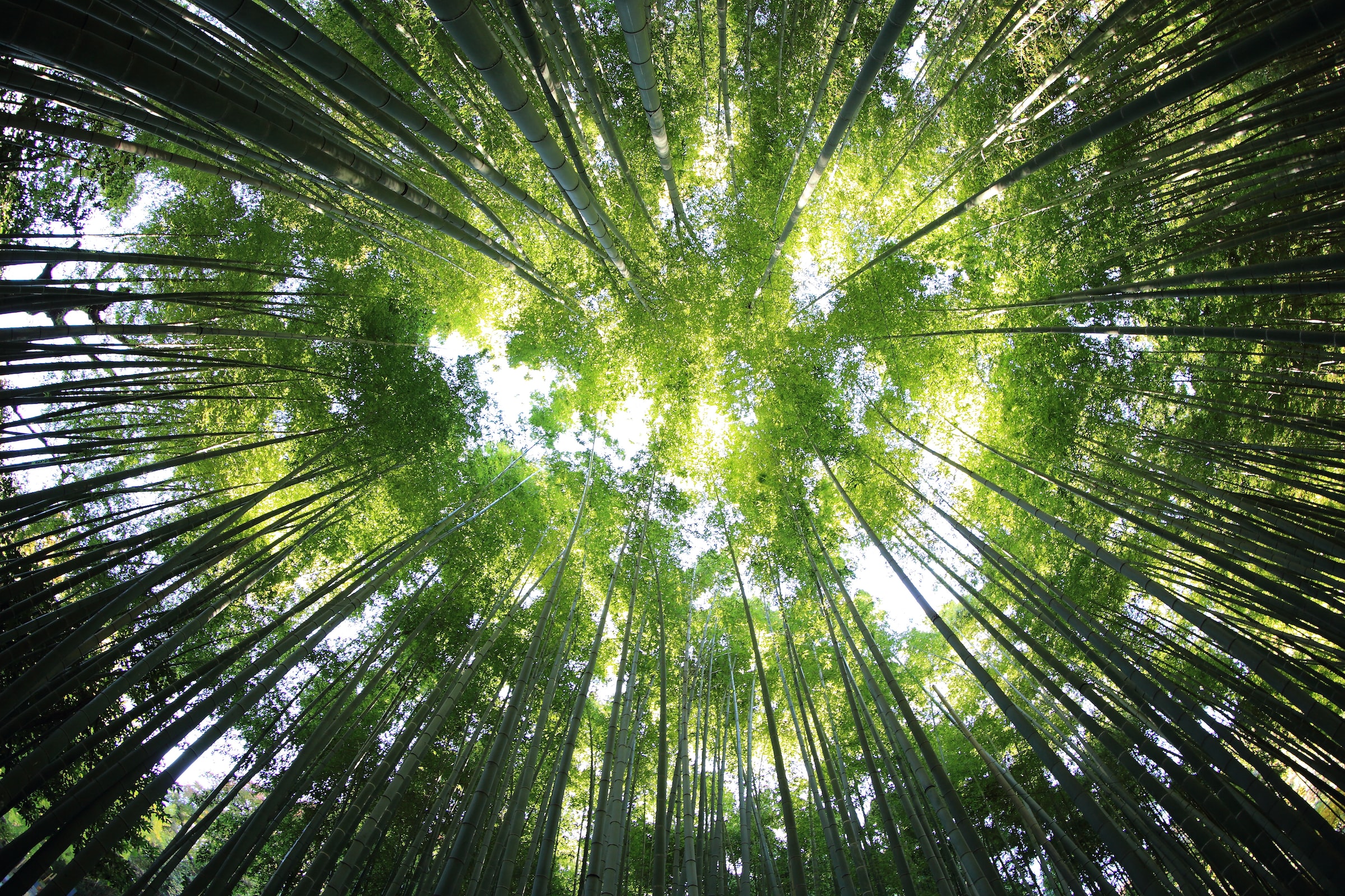 La forêt, un écosystème complexe à préserver. © kazuend, Unsplash